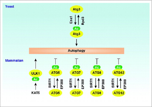 Figure 4. Regulation of Atg/ATG proteins by acetylation. In yeast, acetylation of Atg3 by Esa1 increases autophagy, whereas deacetylation of Atg3 by Rpd3 decreases autophagy. In mammalian cells, acetylation of ATGs (ATG5, ATG7, ATG8, and ATG12) by EP300 decreases autophagy, whereas deacetylation of these ATGs by SIRT1 increases autophagy. In addition, KAT5-mediated ULK1 acetylation promotes autophagy.