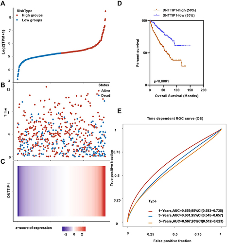 Figure 4 Kaplan–Meier curves of OS in different expression levels of DNTTIP1. (A) High risk and low risk by the median expression levels of DNTTIP1. (B) living or deceased patient distributed in ccRCC. (C) Z-score of total patients in ccRCC. (D) Higher DNTTIP1 expressers had shorter OS than the lower expressers. (E) DNTTIP1 had diagnostic capabilities in KIRC with 1-, 3-, and 5-years’ OS.