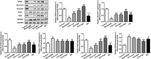 Figure 6 The effects of CCA on related proteins in ferroptosis in vivo. The levels of SLC7A11, SLC3A2, GPX4, TFR1, Nrf2 and NCOA4 evaluated by Western blot in the study groups. ***P < 0.001 vs. control group; #P < 0.05, ##P < 0.01 and ###P < 0.001 vs. model group; ΔP < 0.05 and ΔΔΔP < 0.001vs. CCA-high group.