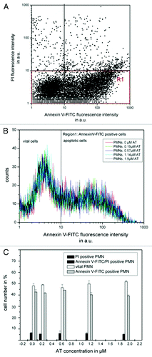 Figure 7. Shown is the influence of AT on PMN vitality. 106 PMNs were co-incubated with AT (0–1.9 µM) in RPMI1640 medium (10% FBS) for 16 h at 37°C. Apoptosis and vitality were investigated by means of annexin V-FITC and PI binding. PMNs were quantitatively analyzed by flow cytometry. PMNs without treatment show increased annexin V-FITC binding after 16 h inubation [trace (A)], but co-incubation with AT could not cause any additionally effect [trace (B and C)]. The number of PI-positive is cells is marginal for untreated cells as well as for AT-treated PMNs [traces (A and C)]. Shown are the mean values of three independent experiments ± standard deviation.