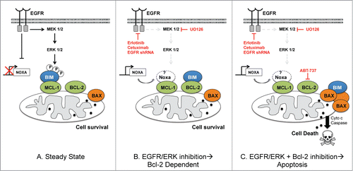 Figure 8. Schema showing EGFR regulation of Bim:Mcl-1 interactions in Mcl-1 dependent HR NB at steady state (left) and how Mcl-1 dependent NB cell survival is affected by molecular/genetic inhibition of EGFR or ERK alone (middle) or in combination with ABT-737 (right). The role of Noxa has not been confirmed by our results and so is left in white.