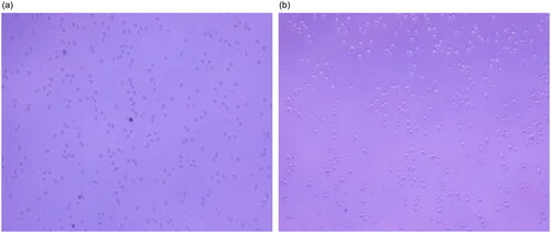 Figure 6. Bright field image of HepG-2 treated with (a) free ICG and (b) Ag-Au-ICG in 1% Intralipid for 1 h.
