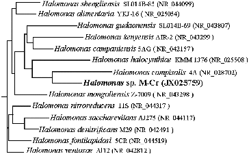 Figure 1. Phylogenetic tree based on 16S rDNA gene sequence, and reference sequences extracted from the GenBank Database, showing the phylogenetic relationship of Halomonas sp. M-Cr within representative species of the genus Halomonas. Numbers in bracket represents GenBank accession numbers.