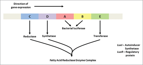 Figure 2. Arrangement of the luxCDABE open reading frames in Photobacterium spp, Vibrio spp. and Photorhabdus spp The luxI and luxR genes are adjacent to one another and luxI is the first of the 7 genes in the operon. luxI and luxR are required for activation of the luminescence genes.
