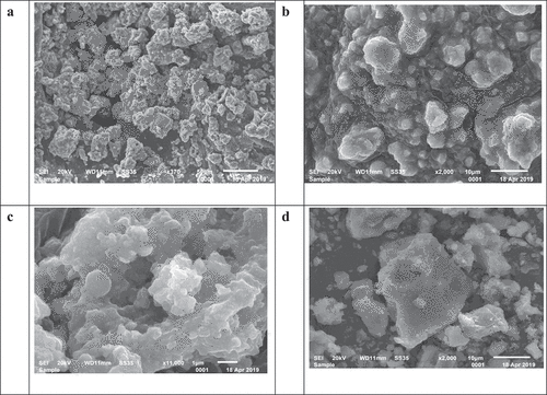 Figure 7. SEM images of (a) Pongamia pinnata; (b) Kigelia africana ; (c) Morus alba; (d) Prosopis juliflora.