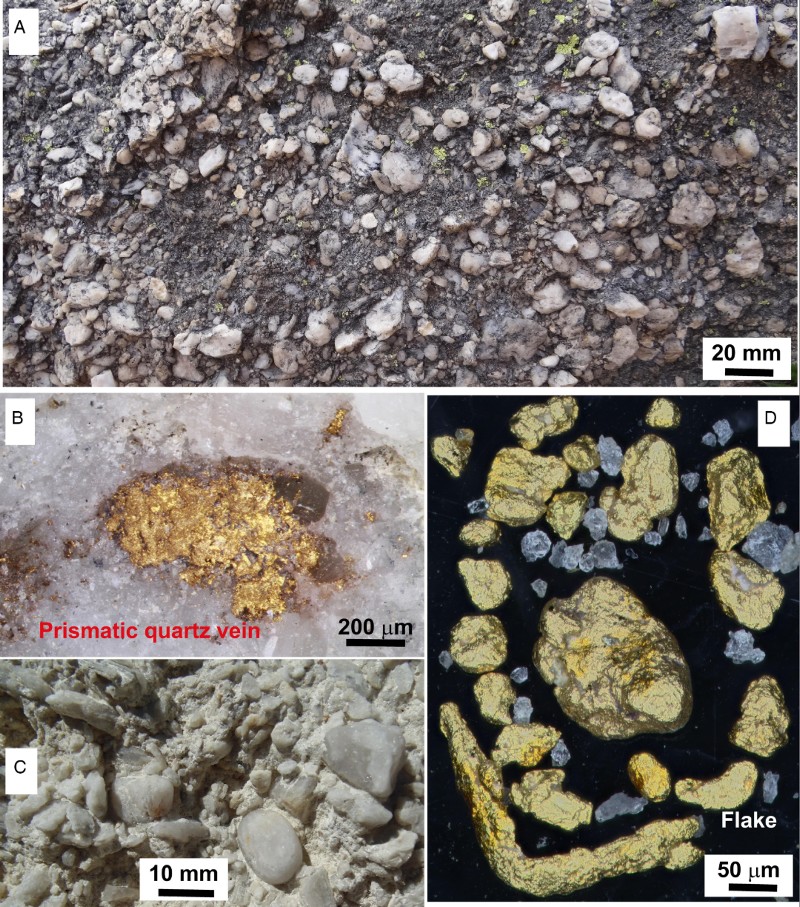 Figure 8 Photographs of quartz clasts and gold in late Cenozoic conglomerates (Fig. 2A). A, Partially silicified silcrete boulder, showing abundant angular and subrounded clasts, in a sedimentary remnant near Conroys Reef (Fig. 2A). B, Gold particles in a subangular cobble of prismatic quartz from the same site as in A. C, Sedimentary remnant near Butchers Reefs (Fig. 2A), showing a prominent rounded quartz clast (lower centre right) amid numerous subangular quartz clasts. D, Gold particles extracted from the deposit in C showing generally angular and/or equant grains, apart from one flake (lower right).