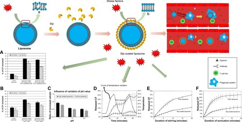 Figure 7 Evidence of the enhanced stabilities of Slp-coated liposomes.Notes: (A) The arrays of plain liposome membrane molecules and (B) the arrays of Slp-coated liposome membrane molecules. Percentage of enclosed CF of plain liposomes and Slp-coated liposomes after incubation in (a) pancreatic extract and (b) bile salts at 37°C for 60 and 120 minutes, respectively. (C) Percentage of CF enclosed by plain liposomes and Slp-coated liposomes in an environment with pH values of 2.5, 4, and 7. (D) The release of CF from Slp-coated liposomes and plain liposomes was measured as a function of the applied temperature profile consisting of an initial isothermal phase at 25°C (0–10 minutes), followed by two cycles of heating from 25°C to 55°C (10–30 minutes; 50–70 minutes) and cooling to 25°C (30–50 minutes; 70–90 minutes). The release of CF from Slp-coated liposomes and plain liposomes was measured during (E) stirring at 3,000 rpm and 22°C and (F) sonication at 26°C. (α) Plain liposomes are recognized by opsonin, and the clearance function of the RES is activated, causing plain liposomes to be taken up by the phagocyte system. (β) Opsonin is unable to recognize Slp-coated liposomes due to blocking of the S-layer, leading to RES remaining off. (A–C) Reprinted from Biochimica et Biophysica Acta (BBA) – Biomembranes, 1768(3), Hollmann A, Delfederico L, Glikmann G, de Antoni G, Semorile L, Disalvo EA, Characterization of liposomes coated with S-layer pro teins from lactobacilli, 393–400, Copyright (2007), with permission from Elsevier (D–F) Reprinted from Biochimica et Biophysica Acta (BBA) – Biomembranes, 1418(1), Mader C, Küpcü S, Sára M, Sleytr UB, Stabilizing effect of an S-layer on liposomes towards thermal or mechanical stress, 106–116, Copyright (1999), with permission from Elsevier.Abbreviations: CF, carboxyfluorescein; RES, reticuloendothelial system.