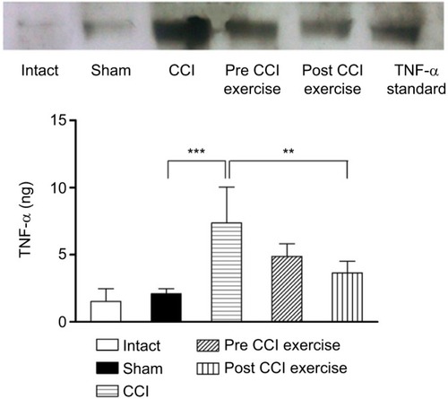 Figure 2 The effect of exercise on the level of TNF-α in the cerebrospinal fluid.