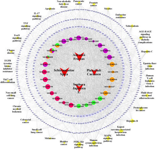 Figure 8 C-P-T network of top 30 pathways. Blue ellipse nodes stand for the target genes. The ellipse nodes in purple, orange, green and rose-red stand for compounds from Schizonepetae Spica, Sophorae Flos, Platycladi Cacumen and Aurantii Fructus. The representatives of red V nodes indicate four herbs in HHS. Each yellow diamond stands for each pathway. The size of the nodes represents the size of the degree.