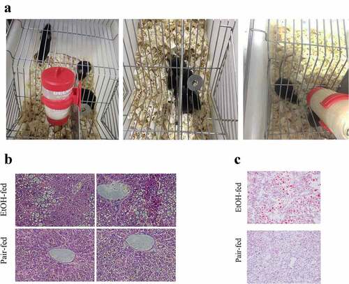 Figure 5. Establishment of the mice model of early ALD. (a) Mice feeding; (b) HE staining of liver tissues of mice; (c) Oil red O staining for fresh liver tissues of mice. ALD: alcoholic liver disease.