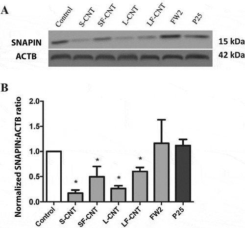 Figure 6. Quantification of SNAPIN expression. (a) Representative western blot images of SNAPIN in RAW 264.7 macrophages exposed to 50 µg/mL of particles for 6 h. ACTB was used as a loading control. (b) Quantification of protein expression levels for SNAPIN. Data are given as mean ± SEM. *: p < 0.05 versus control condition.