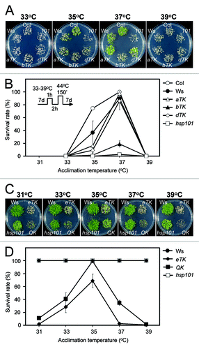 Figure 1. Arabidopsis seedlings attained low levels of acquired thermotolerance in the absence of the HsfA1s. Seedlings of the wild type (Col and Ws), aTK, bTK, dTK, eTK, QK, and Hsp101 KO mutant (hsp101 or 101) lines were subjected to HS treatments with HS regimes schematically shown inside the panel B. The 7-d-old seedlings were first acclimated at 31–39°C as indicated, allowed to recover at 22°C for 2 h, and then challenged at 44°C for 150 min (A and B) or 43°C for 25 min (C and D). The plants were allowed to grow for 7 d after the HS treatments before being photographed. The effect of acclimation temperatures on acquired thermotolerance was measured by growth performance (A and C) and survival rate (B and D). The survival rates are presented as mean values of three replicates ± SD (n ≥ 50 each).