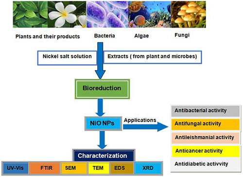 Figure 3 Schematic illustration of the biological synthesis of NiO NPs.