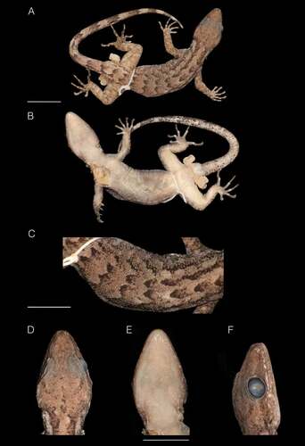 Figure 3. Cyrtodactylus namtiram sp. nov. adult male holotype (BNHS 2751) in preservation: (A). dorsal view; (B). ventral view; (C). details of dorsal pholidosis; (D). dorsal view of head; (E). ventral view of head; (F). lateral view of head. (A and B) to scale; (D–F) to scale. Scale bars = 10 mm.