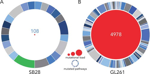 Figure 2. SB28 has a far lower mutational load than GL261 glioma. Whole exome sequencing (WES) was performed for in vitro SB28 (A) and GL261 (B), red circle size represents total number of non-synonymous somatic mutations (missense and frameshift). Outer circles represent pathways targeted by mutations, the most targeted for SB28 is highlighted in green, and corresponds to the PDGF signaling pathway. (Details of pathways targeted in Supplementary Table S1.).