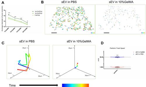 Figure 2 Analysis of sEV movement in GelMA hydrogels. (A) The pore size of GelMA hydrogels mixed with or without sEV, n = 3 each group (B) The tracks of sEV in PBS or 10%GelMA hydrogels during same time period at 4°C, Scale bar = 40μm. (C) Single particle track analyzed in 3D coordinate system. (D) The particles tracks speed of sEV in PBS or 10%GelMA hydrogels, n=20.The significance (A and D) was tested with one-way ANOVA with Tukey posthoc test. (**p < 0.01, ***p < 0.001).