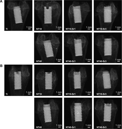 Figure 2 Representative X-ray images of NT, NT-Sr, and Ti control samples 4 weeks (A) and 12 weeks (B) after bony implantation.Abbreviations: NT, nanotube; Sr, strontium; Ti, titanium.
