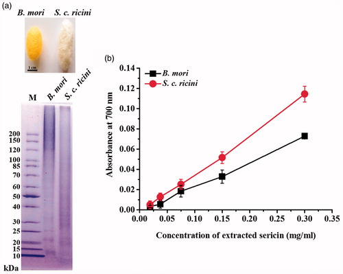Figure 1. Images of (a) the extracted sericins of S. c. ricini and B. mori visualized on a 12.5% SDS–PAGE gel and (b) their reducing activity.