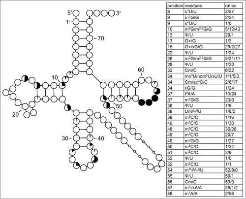 Figure 9. Modification profile for tRNA sequences from Euryarchaeota (60 sequences, mostly Haloferax volcanii). For the description of the tables and cloverleaf content see the legend for Figure 3. The numbering of the residues is presented in Figure 1. xA57 present in initiator tRNA from Thermoplasma acidophilum is not m1I.Citation27 The list of species, from which the analyzed tRNA sequences originate, is provided in Supplementary Table.1.