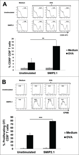 Figure 6. SMIP2.1 increases cross-presentation by OBI B cells in vitro. Isolated OBI B cells were incubated for 20 h with medium (Unstimulated) or SMIP2.1 (10 μg/ml). After washing, B cells were loaded with OVA (100 μg/ml) for 4 h and then co-cultured with purified CFSE labeled CD8+ OT-I T cells. (A), Surface expression of CD69 by OT-I cells was analyzed by flow cytometry after 20 hours. Histograms of flow cytometry data are shown in the upper panel while mean values for the percentage of CD69 positive cells from 3 samples in each condition are reported in the lower panel. (B), After 52 hours, proliferation of OT-I cells was assessed by flow cytometry detection of CFSE. Histograms of flow cytometry data are shown in the upper panel while mean values for the percentage of CFSElow cells from 3 samples in each condition are reported in the lower panel. Error bars indicate SD. **P < 0.01; *** P < 0.001.