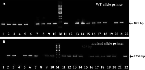 Figure 1.  Agarose gel electrophoresis of PCR products from mouse embryo tails. A: wild-type allele determination by genomic PCR; B: mutant allele determination by genomic PCR. The numbers in figures A and B represent embryo as follows: number 1 = embryo no. 1; number 2 = embryo no. 2; number 3 = embryo no. 3; number 4 = embryo no. 4; number 5 = embryo no. 5; number 6 = embryo no. 6; number 7 = embryo no. 7; number 8 = embryo no. 8; number 9 = embryo no. 9; number 10 = embryo no. 10; M = 1 kb DNA ladder; number 11 = embryo no. 11; number 12 = embryo no. 12; number 13 = embryo no. 13; number 14 = embryo no. 14; number 15 = embryo no. 15; number 16 = embryo no. 16; number 17 = embryo no. 17; number 18 = embryo no. 18; number 19 = embryo no. 19; number 20 = embryo no. 20; number 21 = embryo no. 21; number 22 = embryo no. 22.