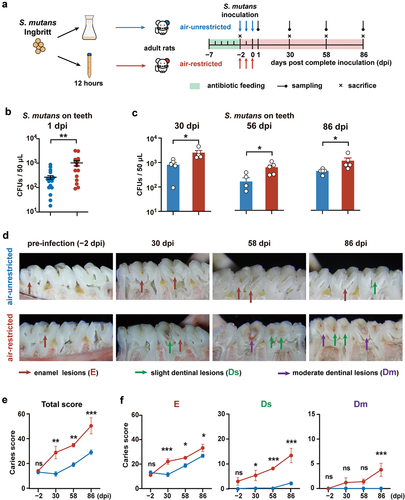 Figure 2. Caries development in adult rats challenged by S. mutans cultured under air-restricted and air-unrestricted conditions.