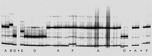 Figure 3 SSCP gel showing a variety of snake star COI haplotypes (blank lanes indicated by dots).