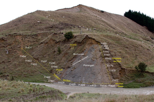 Figure 3. Photograph looking southwards towards the main Tahuokaretu section exposure (base at NZTM 1883412.9 5521194.0); Tahuokaretu Stream flowing east to west (left to right) in the foreground. The ‘western’ section is the near vertical transect up the western edge of the main exposure. The ‘eastern’ section runs from the base of the western section, eastwards across the base of the exposure, at high-water level, and then up the poorly exposed hillside to the east. The approximate positions of two spot samples not on the measured transects are indicated by yellow circles.