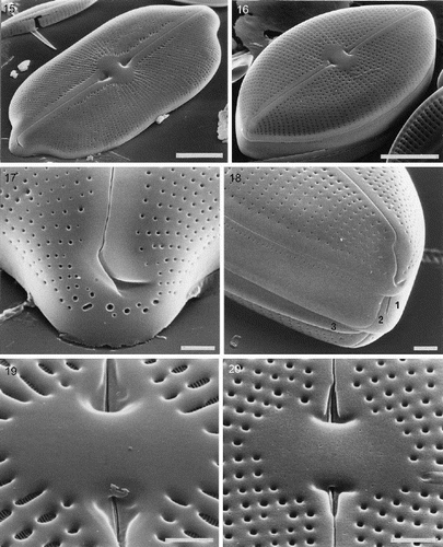 Figs 15–20. External valve structure of Petroneis species, acid cleaned material, SEM. Fig. 15. P. humerosa: exterior of valve. Fig. 16. P. marina: exterior of intact frustule. Fig. 17. P. humerosa: pole and hooked polar raphe ending. Fig. 18. P. marina: pole, showing three girdle bands (1–3) and polar raphe endings in an intact frustule. Note how the terminal raphe fissure descends close to the edge of the valve, interrupting the areola pattern, in contrast to P. humerosa, P. latissima and P. monilifera. Fig. 19. P. monilifera: spathulate groove containing the central raphe endings and central area. Note that the cribra are visible within the large areolae, in contrast to P. humerosa, P. marina and P. latissima. Fig. 20. P. marina: T-shaped central raphe endings and central area. Scale bars represent 10 µm (Figs 15, 16) or 2 µm (Figs 17–20).