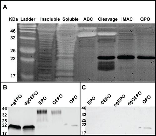 Figure 3 Purification Silver Stain and Western Blot Analyses. (A) A silver stain depicting each step of the purification procedure is shown. From left to right with the well # in parentheses: (1) broadband protein ladder (2) the insoluble fraction of the whole cell lysate (3) the soluble fraction of the whole cell lysate (4) the eluate of the amylose binding column, containing a mixture of MBP-QPO and MBP (5) cleavage of MBP-QPO using factor Xa, resulting in the disappearance of the MBP-QPO band, and appearance of the QPO band at approximately 22 kDa (6) eluate from immobilized metal affinity chromatography column, containing the histidine-tagged QPO polypeptide with imidazole (7) dialysis of QPO polypeptide into 1X phosphate-buffered saline (B) A Western blot in which QPO’s reactivity with an anti-EPO antibody was compared with ngEPO, dgCEPO, EPO, and CEPO is shown. (C) A Western blot in which QPO’s reactivity with an anti-6X histidine antibody was compared with ngEPO, dgCEPO, EPO, and CEPO is shown.