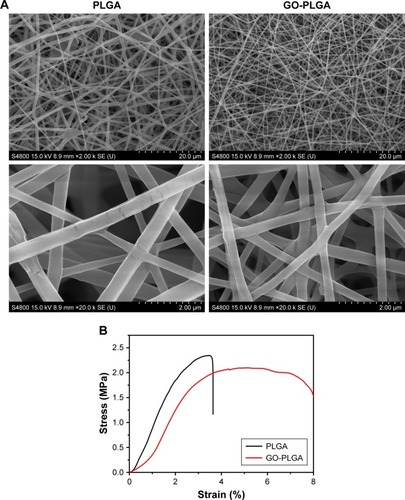 Figure 2 (A) Scanning electron microscopy images and (B) representative stress–strain curves of electrospun PLGA and GO-PLGA nanofibrous membranes.Abbreviations: GO, graphene oxide; PLGA, poly(lactic-co-glycolic acid).