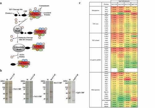 Figure 1. Identification of proteins co-purifying with S. pombe Ntr1-TAP, Ntr2-TAP, Brr2-TAP and Gpl1-TAP.