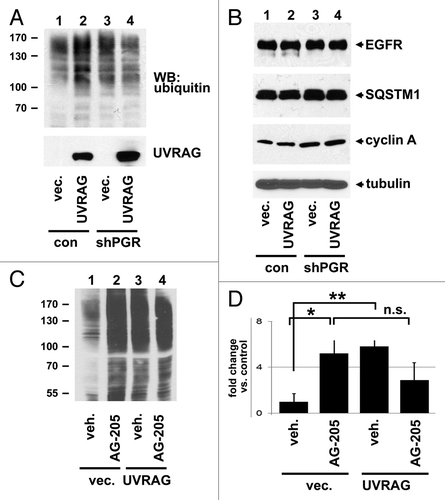 Figure 8. PGRMC1 counteracts UVRAG in regulating ubiquitinated protein levels. (A) Control (lanes 1 and 2) and PGRMC1-knockdown A549 cells (shPGR, lanes 3 and 4) were transfected with a control plasmid (lanes 1 and 3) or a UVRAG expression vector (lanes 2 and 4), maintained in serum, and analyzed by western blot for ubiquitin (top) or UVRAG (bottom). (B) The lysates from (A) were analyzed by western blot for EGFR, SQSTM1, CCNA1/cyclin A1, and TUBA. (C) A549 cells were transfected with a control plasmid (lanes 1 and 2) or a UVRAG expression vector (lanes 3 and 4) and treated with either vehicle (lanes 1 and 3) or the PGRMC1 ligand AG205 at 20 μM (lanes 2 and 4). Samples were then analyzed for ubiquitin. (D) Quantification of triplicate experiments described in (C), where the error bars represent standard deviation of triplicate measurements. The experiment was performed in quadruplicate. The results suggest that PGRMC1 associates with UVRAG and that UVRAG requires PGRMC1 to increase levels of ubiquitinated proteins.