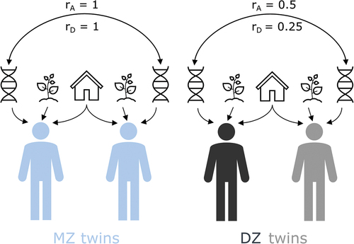 Figure 1. Heritability monozygotic (MZ) versus dizygotic (DZ) twins.