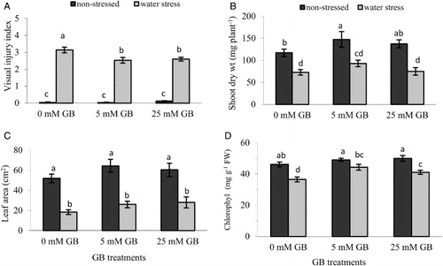 Figure 2 Effect of foliar application of GB on: A, visual damage index; B, shoot dry weight; C, leaf area; and D, chlorophyll content of pepper seedlings grown under optimum and water stress conditions. Vertical bars represent mean ± SE (n = 8).