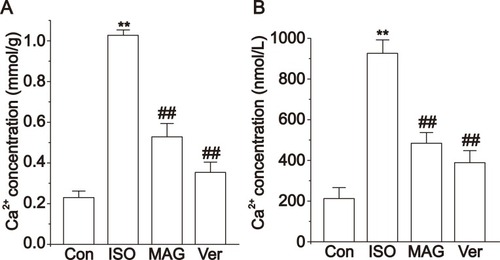 Figure 8 Actions of MAG on Ca2+ concentrations levels. (A) Calcium content in myocardial tissue homogenate. (B) Intracellular Ca2+ concentration in isolated ventricular myocytes with fluorescence spectrophotometer. The values are the mean ± standard deviation (n=10). Compared to the Con group (**p<0.01); Compared to the ISO group (##p<0.01).