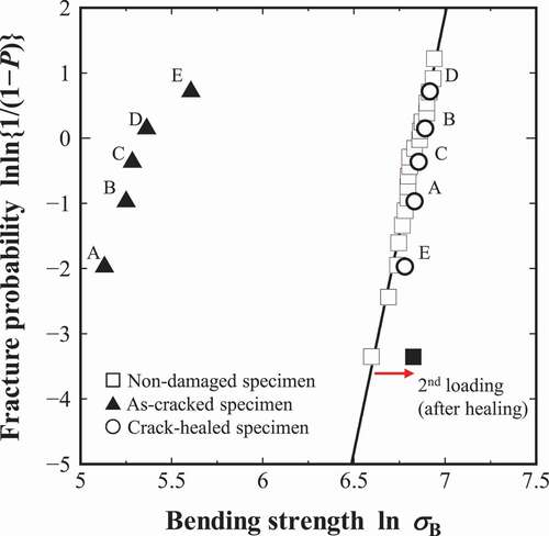 Figure 13. Weibull distributions obtained by the FEA of non-damaged, as-cracked, and crack-healed specimens. The calculated combinations of the Weibull modulus m and the scale parameter β [MPa] are as follows: non-damaged specimen (13.4, 983 [MPa]), as-cracked specimen (4.5, 225 [MPa]), and crack-healed specimen (19.5, 975 [MPa]).