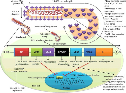 Figure 1. Structure of Ebola virus and its genome. Ebola virus possesses negative-sense RNA genome with exceptionally 14000 nm length with 3' nucleoprotein and 5' RNA polymerase end.