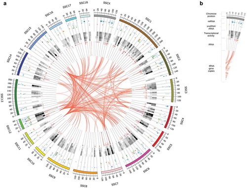 Figure 1. Circular representation of the sus scrofa genome and sncRNA annotation obtained from our data set. (a) According to the legend on the right-hand side, the outer ring depicts the chromosome and genomic position (in 2Mb intervals). Stacked and coloured tiles correspond to annotated loci on the sus scrofa genome (referred to as sncRNA genes). Tiles are stacked and sorted according to mean transcript abundance; its colour and transparency encode for the sncRNA class (miRNA – blue, snoRNA – green, rRNA – yellow, tRNA – red) and the mean transcript abundance of the respective sncRNA gene. The (black-and-white) heatmap depicts the general transcript abundance (from high (black) to no activity (white)) for each locus and tissue with the following order (from outside to the inside of the circle): Amygdala, Hippocampus, Hypothalamus, Adrenal gland. The undirected links in the centre of the image indicate tRNA gene copies. See legend in (b) or text for more details.