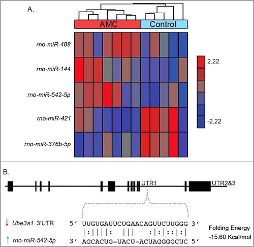 Figure 4. Differences in miRNA expression between AMC (n = 7) and control (n = 5) PND9 hypothalami. (A) Hierarchal clustering analysis of significant (P < 0.05) differential miRNA expression between. The expression of each gene was normalized to a mean of 0 and a standard deviation of 1. The values range from -2.22 to 2.22. Downregulated genes with AMC have negative values (blue), genes with no change have a value of zero (grey), and upregulated genes with AMC have a positive value (red). (B) Base-pairing of the predicted relationship between rno-mir-542-5p and the Ube3a1 3’UTR.