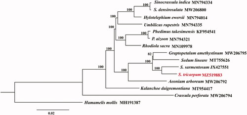 Figure 1. ML tree based on 15 complete chloroplast genomes of Crassulaceae and one outgroup species. Numbers at the nodes are bootstrap support values based on 1000 replicates. GenBank accession numbers are listed beside the species. The species S. tricarpum is highlighted in red.