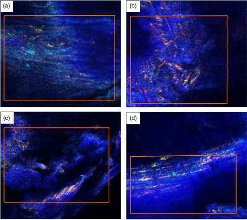 Figure 3 Confocal images of industrial spruce pellet showing: (a) internal structure from a section of the pellet; (b) surface structure from the same section as the previous; (c) internal structure from a different part of the pellet; (d) surface structure from same part as c. The color interpretation of the images is such that deep blue indicates the presence of cellulose, yellowish-green depicts hemicellulose, and reddish coloration implies the presence of lignin.