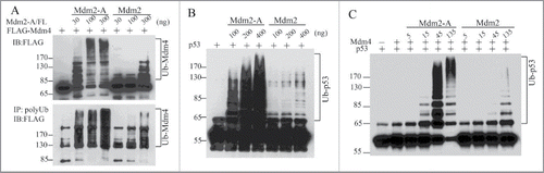 Figure 2. Mdm2-A potently ubiquitinates Mdm4, p53 and strongly stimulates p53 ubiquitination by Mdm2-Mdm4 in vitro. (A) Mdm2-A is more active than Mdm2 in ubiquitination of Mdm4. (B) Mdm2-A is more active than Mdm2 in p53 ubiquitination. (C) Mdm2-A-Mdm4 is more active heterodimer E3 ligase than Mdm2-Mdm4 in promoting p53 polyubiquitination in vitro.