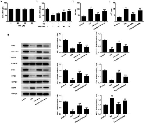 Figure 5. Ferroptosis inducer Erastin reversed the inhibition of NAR on H/ R-induced cell ferroptosis. A. CCK-8 detected cell viability of H2C9 cells. B. CCK-8 detected cell viability of H/R induced H2C9 cells. C. Iron assay kits detected total iron and Fe2+ levels in H/R induced H2C9 cells. D. The expression of ferroptosis related protein was detected by Western blot. ***p < 0.01 vs Control; ##p < 0.01, ### p < 0.001 vs H/R; @@p < 0.01, @@@p < 0.001 vs H/R + NAR