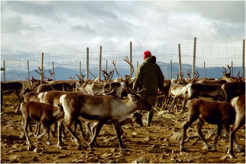 Figure 7. Mats Andersson / CC BY (https://creativecommons.org/licenses/by/2.0). Retrieved from: https://commons.wikimedia.org/wiki/File:Reindeer_herding.jpg