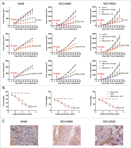 Figure 1. The antitumor efficacy of metuzumab combined with GP, TP or NP in vitro and in vivo. (A) Tumor growth inhibition with metuzumab alone or combined with GP, TP or NP in Balb/c nude mice bearing A549 (left), NCI-H460 (middle) and NCI-H520 (right) human lung cancer cell line xenografts. Data are presented as tumor volume (mm3) in the means ± SD (n = 10). (B) Analysis of cell-growth rate by modified MTT assay. (C) Representative images of metuzumab distribution in nude mice bearing A549, NCI-H460 and NCI-H520 cell xenograft. Each experiment was repeated for at least 3 times.