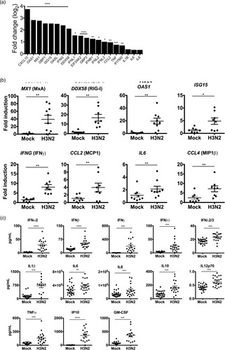 Figure 2. Innate immune response to H3N2 IAV infection in human lung explants. Tissue was infected with 1 × 105 PFU/mL of H3N2 IAV or mock-infected. (A) Total RNA was isolated 24 hpi for RNA-sequencing. mRNA expression levels are depicted as mean log2 fold change compared to mock-infected tissue. n = 5 independent donors. Multiple testing with BH correction. (B) mRNAs of individual ISGs and cytokines were analysed by qRT-PCR. GAPDH was used as the housekeeping gene. (C) Secreted cytokines were analysed in the supernatants at 24 hpi. Individual results of infected and mock-infected lung tissues are derived from the same donor. Bars represent mean (±SEM). *p < 0.05 **p < 0.01 ***p < 0.001 ****p < 0.0001; paired T-test.