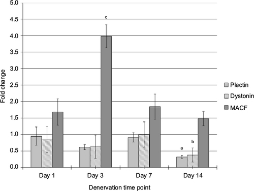 Figure 2 Impact of denervation on plectin, dystonin, and MACF mRNA expression levels.