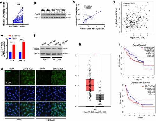 Figure 4. DARS-AS1 promoted the CKAP2 expression