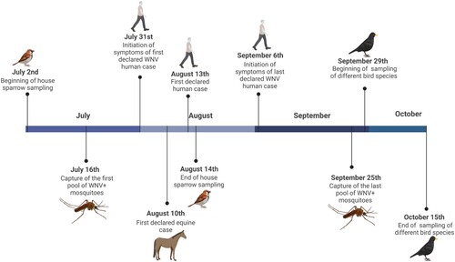 Figure 2. Timeline including the dates when human and horse cases were detected [Citation23,Citation54], the dates when first and last positive cases of WNV mosquitoes were found, and the two periods of bird sampling. Figure Created with BioRender.com.